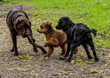 Supporting your dog during fireworks season, with Hunters Dog Holidays