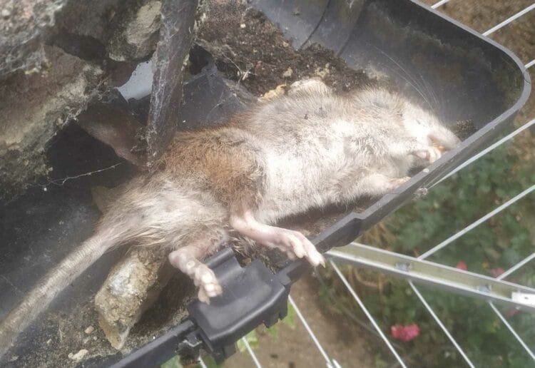 rats