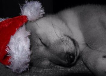 Sharing the most wonderful time of the year with your beloved dogs, with Hunters Dog Holidays