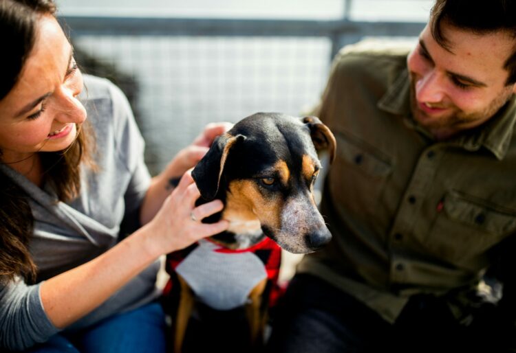 Top tips from Dogs Trust can help make New Year's Eve happier for canine members of the family. PIcture: Chewy via Unsplash