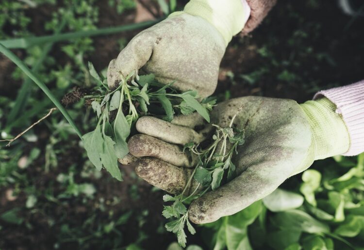Gardening