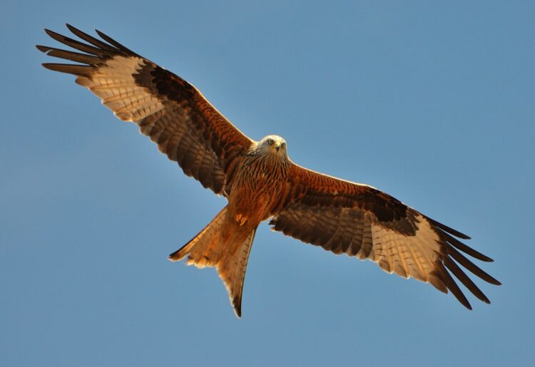 A study conducted by the University of Reading has shown that ancient birds such as red kites, buzzards, and eagles were fed extensively on discarded scraps. Picture: Noel Reynolds via Wikimedia Commons