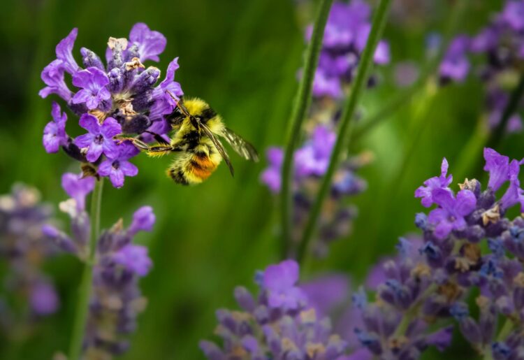 The Caversham Horticultural Society?s Spring Show takes place at the Caversham Baptist Church Hall, from 1pm-3pm. Picture: Jenna Lee, via UnSplash