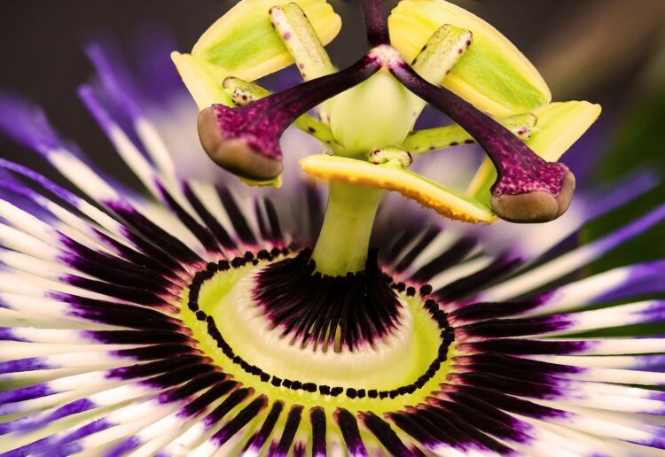 Plant Heritage is asking borough botanists and gardeners to search their plots (and indoor houseplants) for any interesting varieties that might be winner worthy. Picture: garten-gg (G.C) via Pixabay