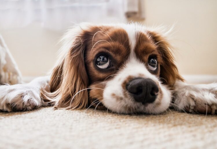 People across Berkshire are being invited to have their say on the future of animal welfare in the county, as part of the RSPCA's Big Conversation. Picture: Fran Patel via Pixabay (Fran@thisisfranpatel)