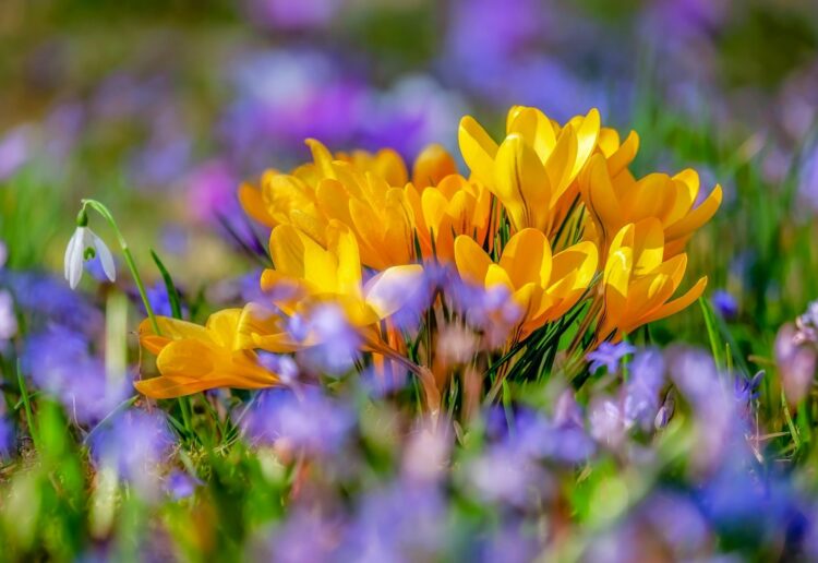 Shinfield Garden Centre will open its doors just in time for spring. Picture: Couleur via Pixabay
