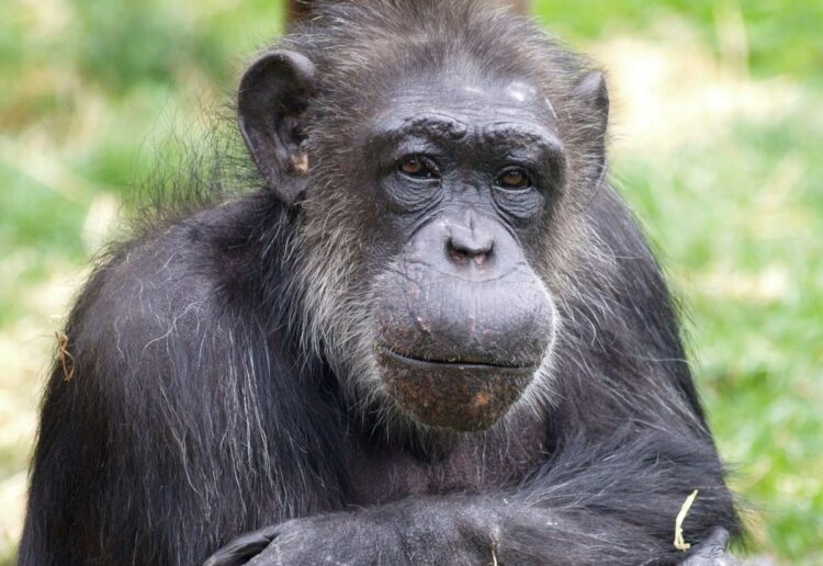 A new study has uncovered the tumultuous early life of Choppers (pictured), a chimpanzee that starred in iconic TV adverts from the 1970s. Picture: Twycross Zoo, via National Museums Scotland.