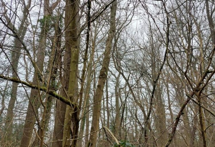 Reading Borough Council says action to fell a number of dangerous trees at Clayfield Copse affected by ash dieback disease will begin shortly. Picture: Reading Borough Council