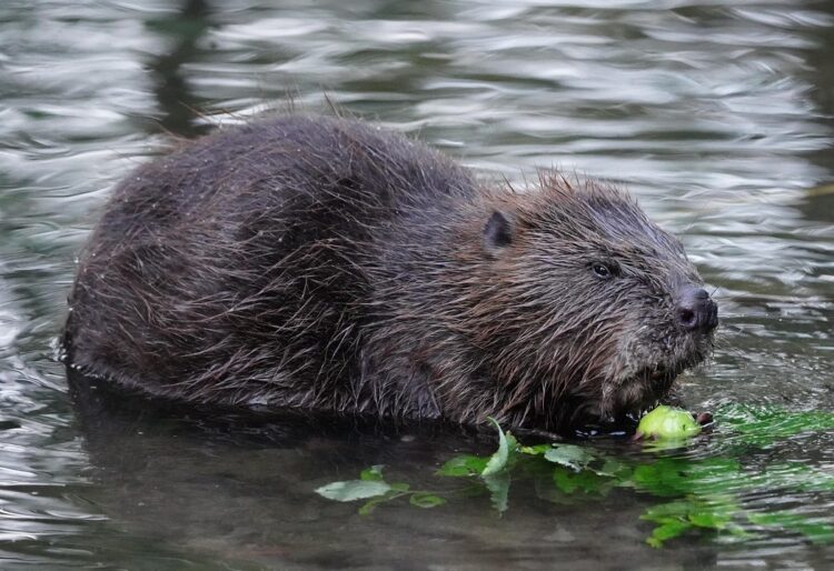 Beaver