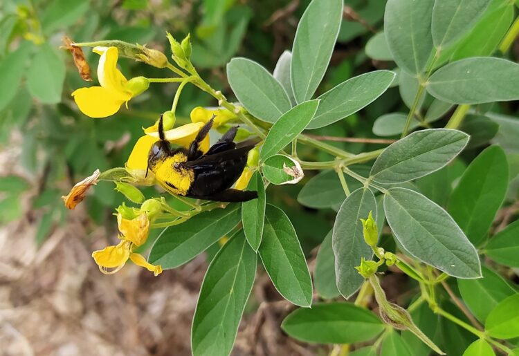 The University of Reading has warned that bee populations are set to face even more threats over the next decade, according to a new study. Picture: The University of Reading