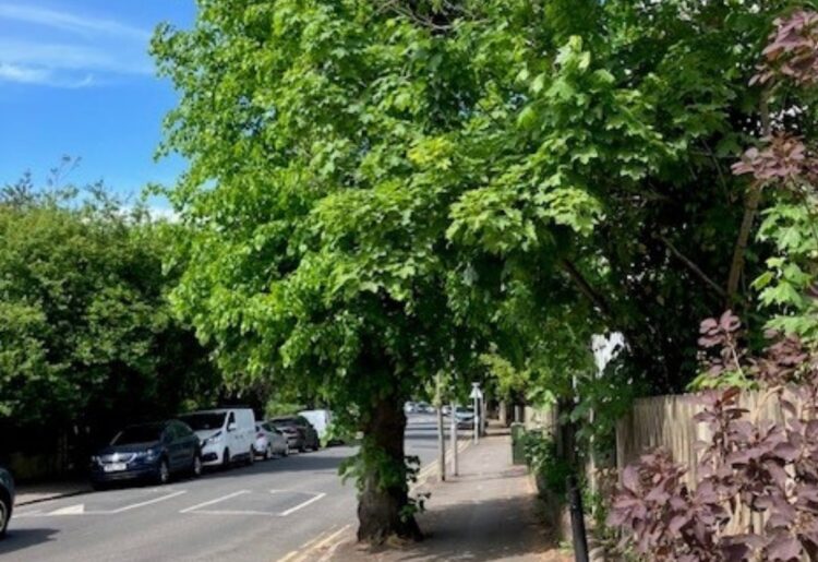 Where the tree used to be in Redlands Road, Reading, near its junction with Morgan Road, prior to it being cut down. Credit: Joe Edwards