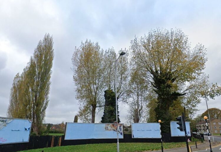 Poplar trees at the junction of Gosbrook Road and George Street in Caversham. Credit: Google Maps