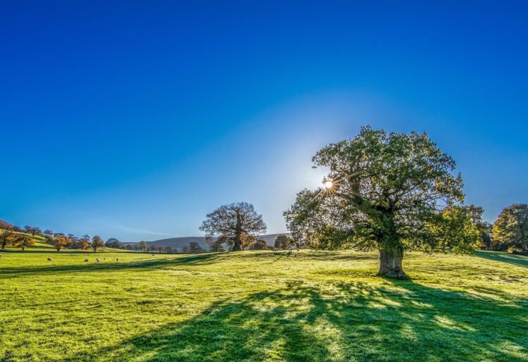 Dr Stephen Burt from the Univeristy of Reading compares this year's spring weather with previous records. Picture: Tim Hill via Pixabay