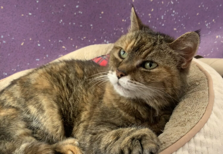 Pippa, 20-years-old, is fronting the campaign.