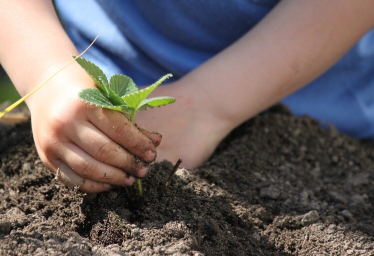 Scientists from the University of Reading working with a Nepalese community gardening group have found a 'supercharged' compost. Picture: Kurt Bouda via Pixabay