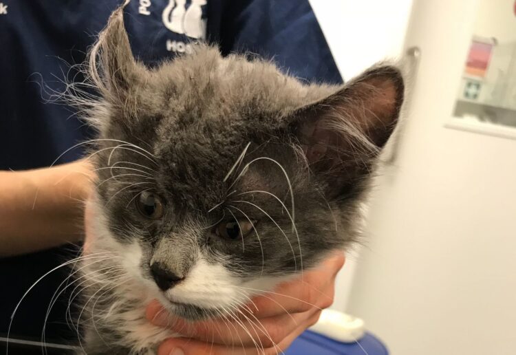 RSPCA