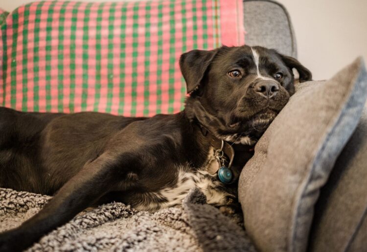 Dogs Trust