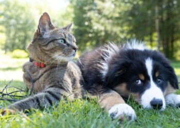 Rowberry Morris: Pets on Divorce – A Legal Shift in the Making