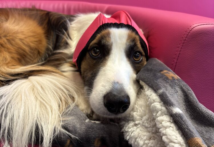 Harrison Family Vets has released the advice it offers pet owners ahead of bonfire night to help alleviate the stress which can come with fireworks. Picture: Harrison Family Vets