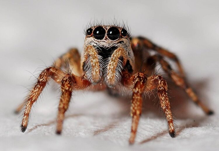 Spider Picture: Pixabay