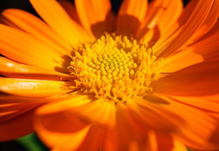 Members of The Inner Wheel Club of Reading Maiden Erlegh are bringing the colour of hope to Reading and Woodley this month. Picture: experimentMR