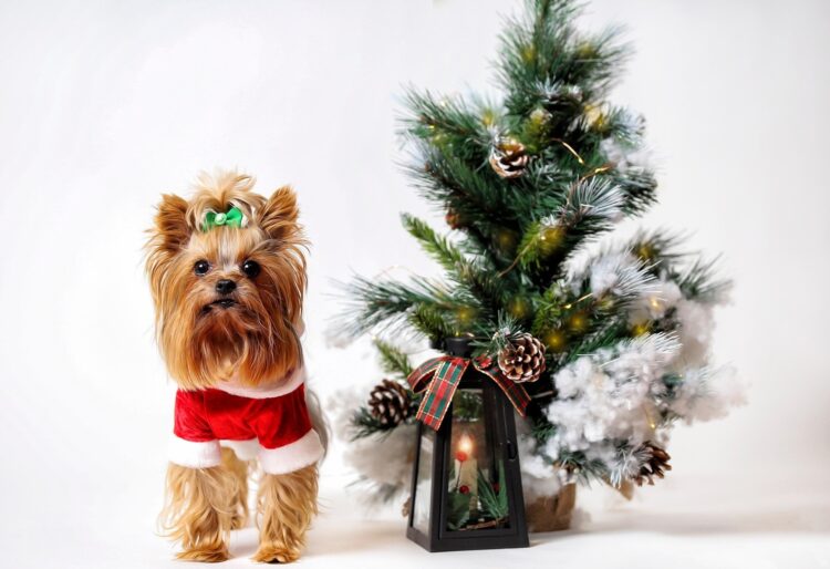 It's tempting to give dogs treats at Christmas, but many are toxic. Picture: Razvan via Pixabay