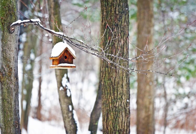 Winter Picture: Pixabay, Philsimaging