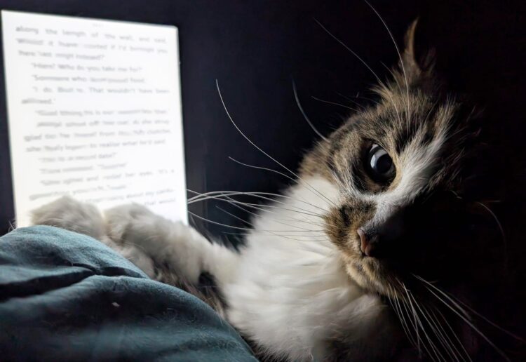 Grizabella in her new home 'reading'. PIcture: Sam Osborne