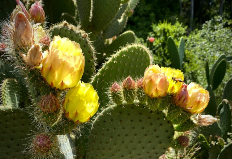 A study from the University of Reading has dispelled theories that pollinators and specialised flowers drive the formation of new plant species. Picture: Susan Gold, via UnSplash