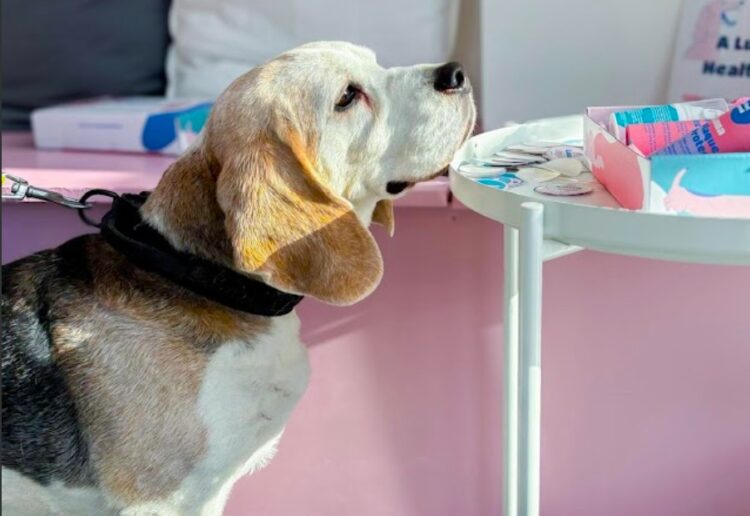 Wokingham has a revolutionary new dental veterinary practice, Luna the Dental Vets. Picture: Luna