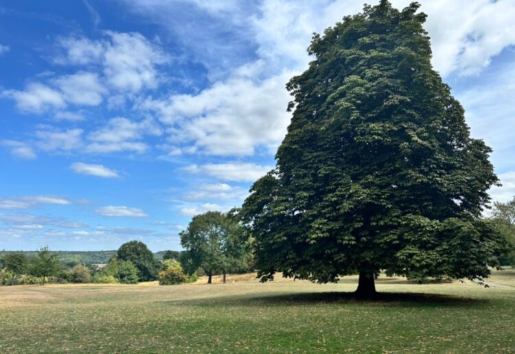 Arthur Newbery Park in Tilehurst, which is not far from the borough boundary between Reading Borough Council and West Berkshire Council. Credit: Reading Borough Council