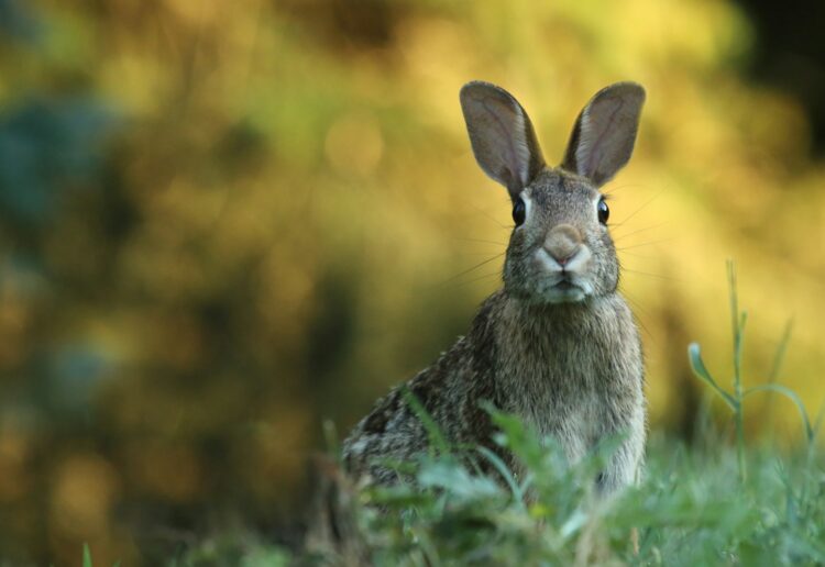 From next week, explorers can hunt for bunnies hiding in shop windows around Reading town centre. Picture: Gary Bendig via UnSplash