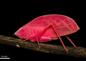 Uni of Reading Scientists discover tropical bush cricket which turns shocking pink