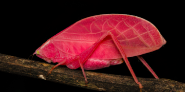 Uni of Reading Scientists discover tropical bush cricket which turns shocking pink