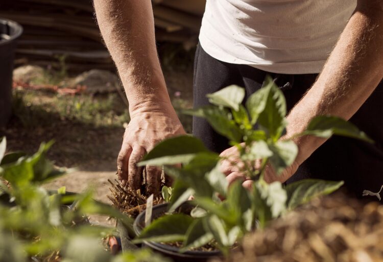 Thrive seeks green fingered volunteers to help with its therapeutic gardening programmes. Picture: Delynn Talley via Pixabay