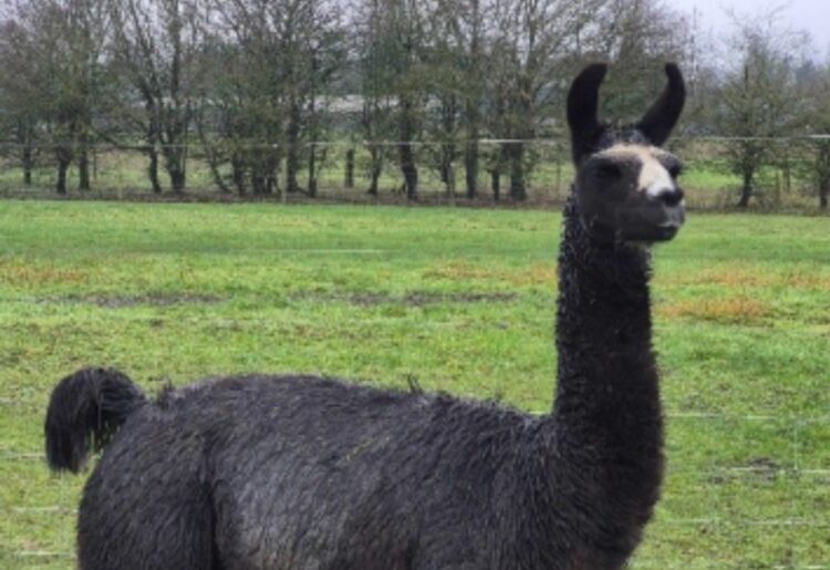 Five new llamas have joined the herd with University of Reading'snanobody research project in Arborfield, including Rodney, pictured here. Picture: Uni of Reading