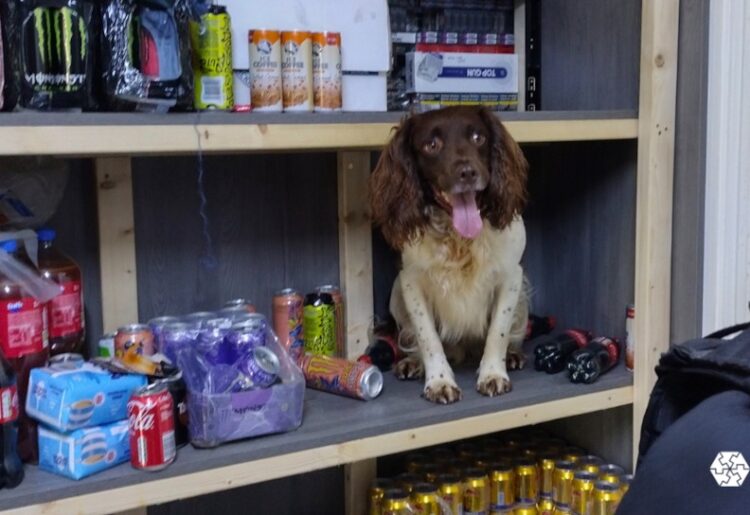 Griffin the Cocker Spaniel has sniffed out more the 13,000 illegal cigarettes as part of a continued crackdown on illicit tobacco products in Reading. Picture: Reading Borough Council