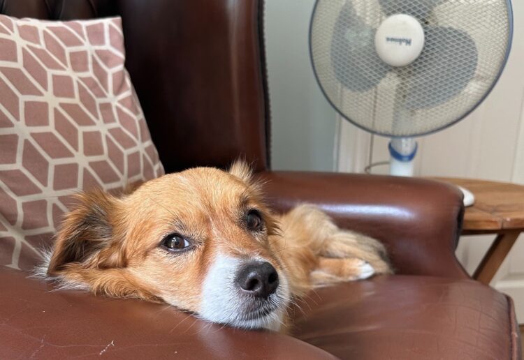 It's important to keep dogs cool in high temperatures, says the RSPCA. Picture: RSPCA