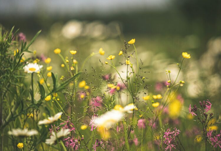Visit Clayfield Copse, Caversham on Meadows Day morning, Saturday, July 4, for free outdoor fun. Picture: Kristine Cinate via Unsplash