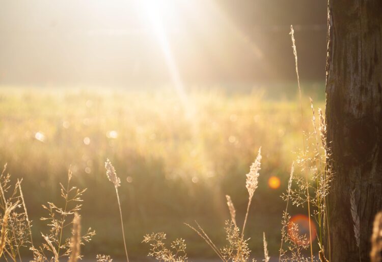 Sunshine is the order of the day for a summer concert in Silchester Picture:Zwaddi on Unsplash
