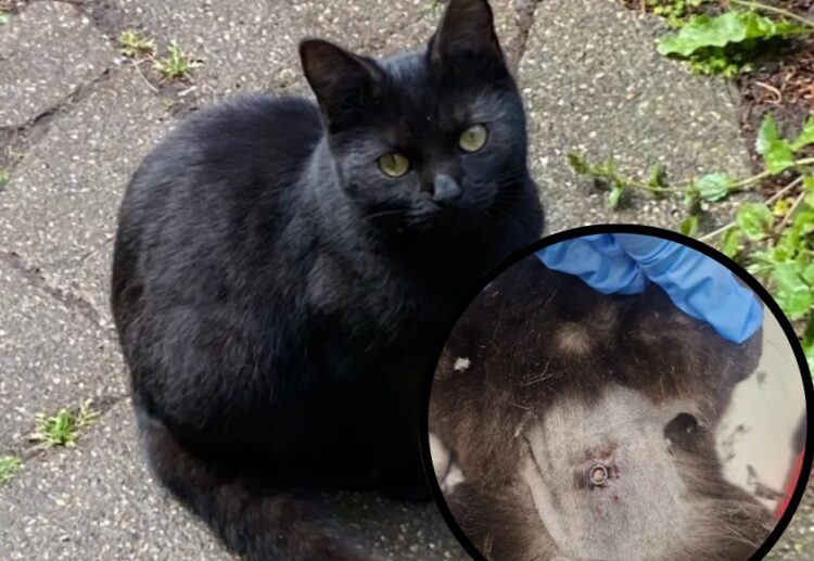 RSPCA are appealing for information