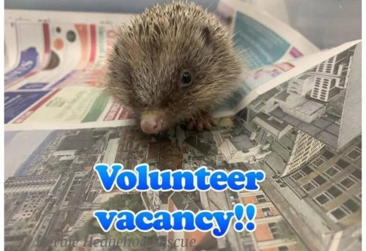 A Tuesday volunteer vacancy has come up at Herbie Hedgehog Rescue. Picture: HHR