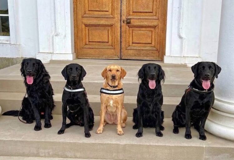 Puma, AJ, Dusty, Maverick, and Reggie are part of a new team of police dogs trained to sniff out drugs used in spiking as part of a new service by a Joint Operations Unit in Berkshire and Hampshire. Picture: Thames Valley Police