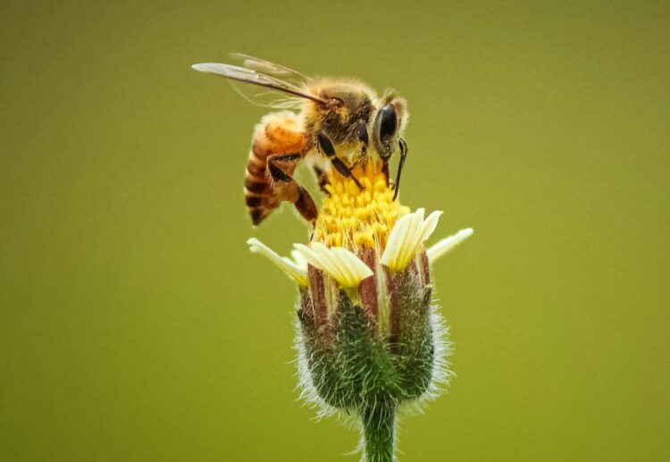 Flowers become harder to smell for bees, moths and other pollinating insects in polluted air, according to research led by the University of Reading. Picture: Ankith Choudhary via UnSplash